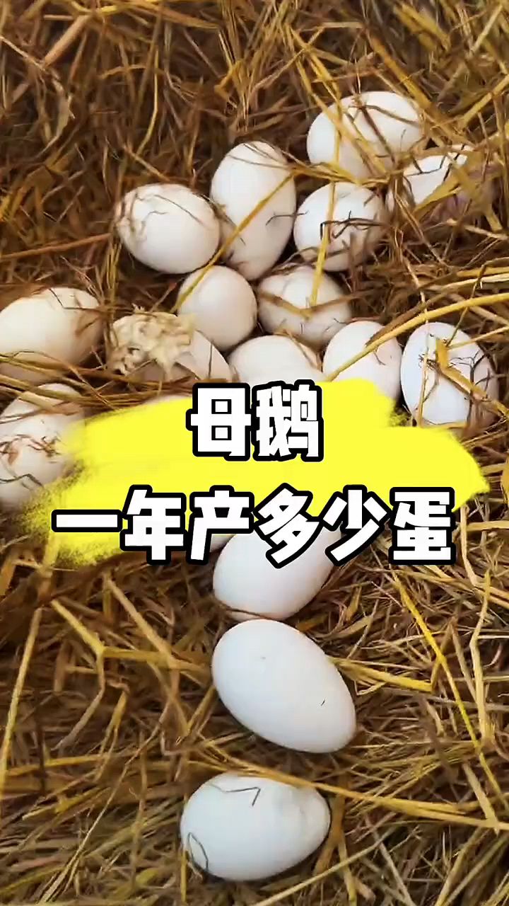 母鹅一年下多少蛋呢
