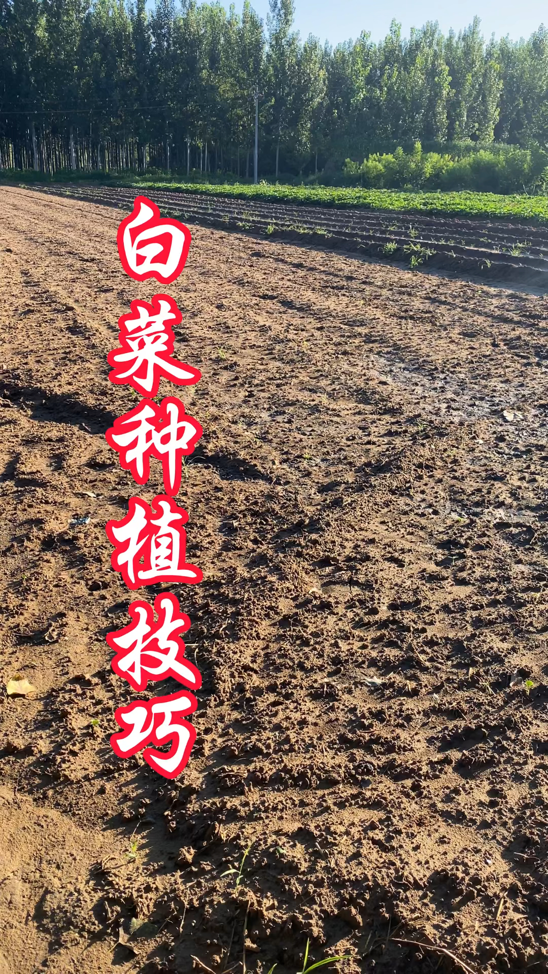 白菜种植技巧方法