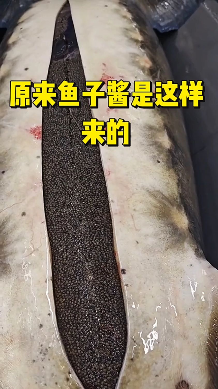 原来鱼子酱是这样来的