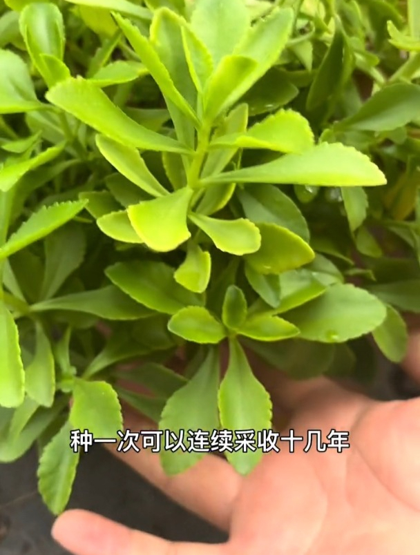 养心菜苗子培育好了,移栽有何技巧?