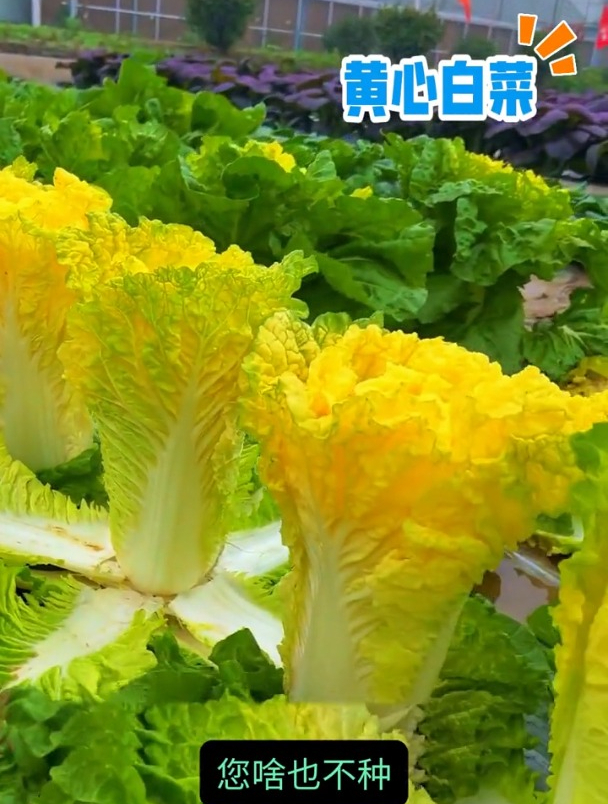 黄心白菜种植简单产量高,种子泡水撒播即可,口感比白菜好很多