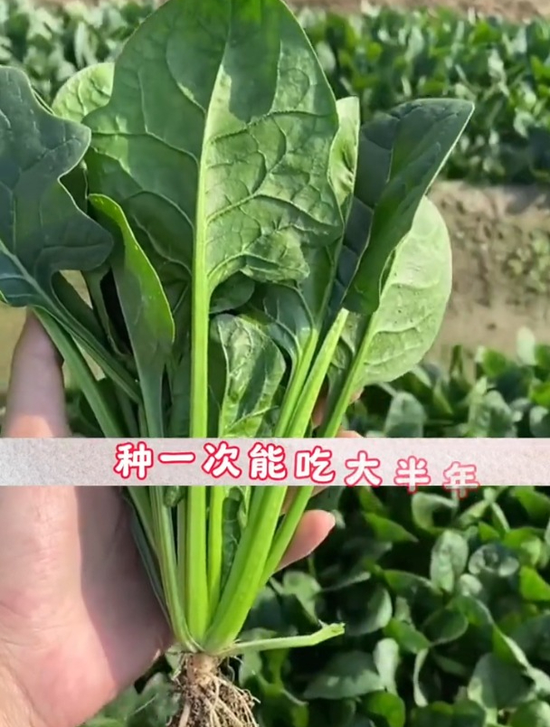大叶红根菠菜,耐热耐寒,种一次常年采收!