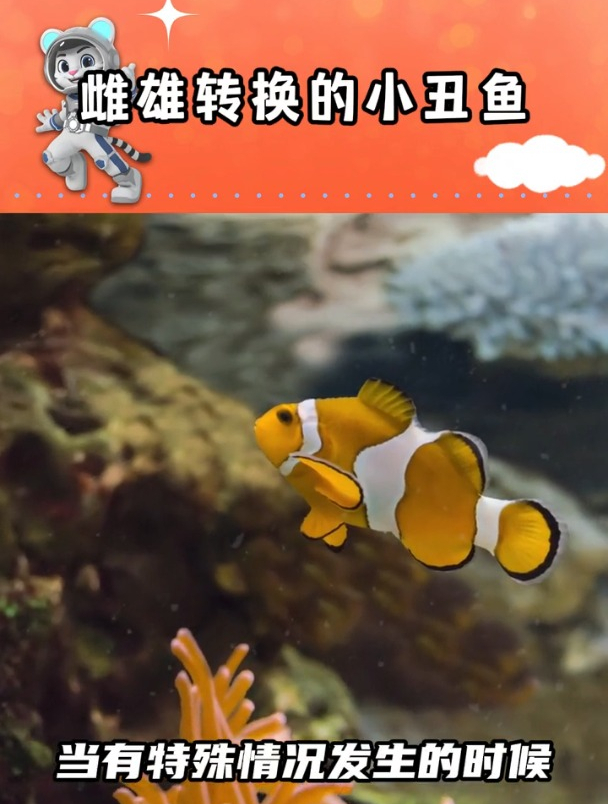 雌雄转换的小丑鱼 原来小丑鱼身上同时住着两种性别