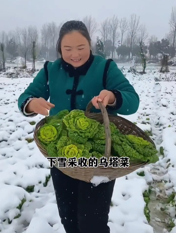 黄心乌塌菜赛羊肉,越冷口感越好,炒菜凉拌涮火锅都很好吃