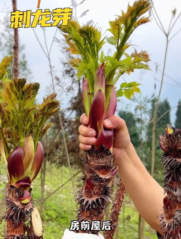 这种菜,口感十分独特,爱的人视它如命,讨厌的人敬而远之