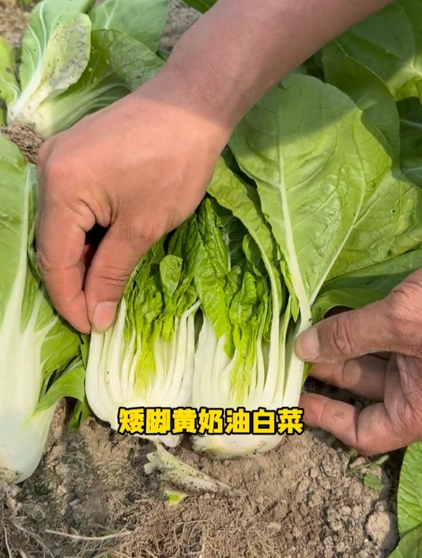矮脚黄奶油白菜,耐热好长得快,能采收好几个月