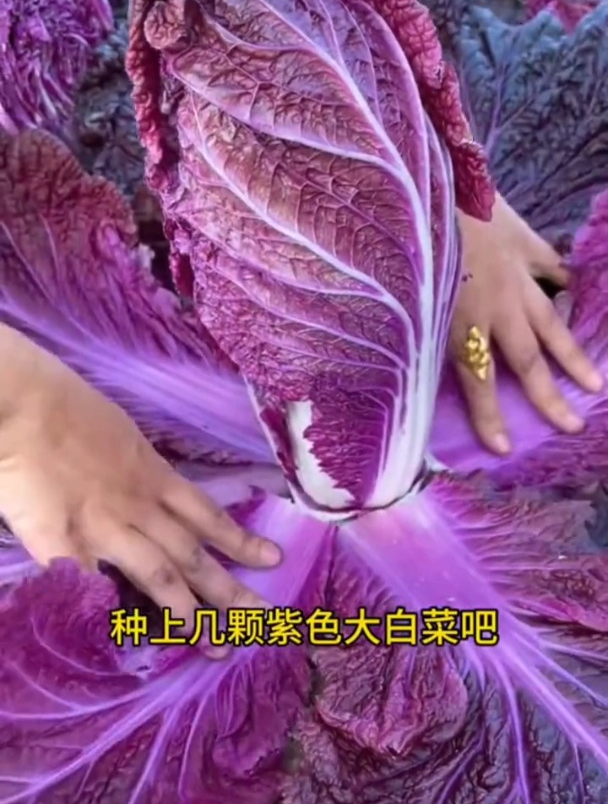 白菜种植新品种,比猪肉营养高,外表紫色可以生吃