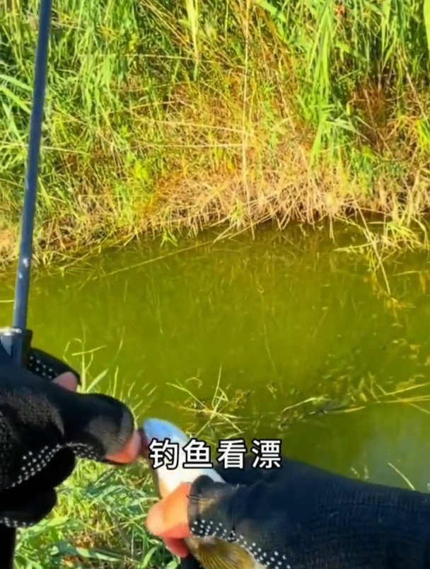 钓鱼口诀大全之技巧篇,适合各种钓场和鱼情!