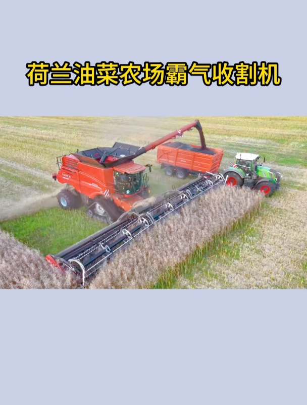 荷兰油菜农场如何收割?大型凯斯油菜收割机作业,真壮观!