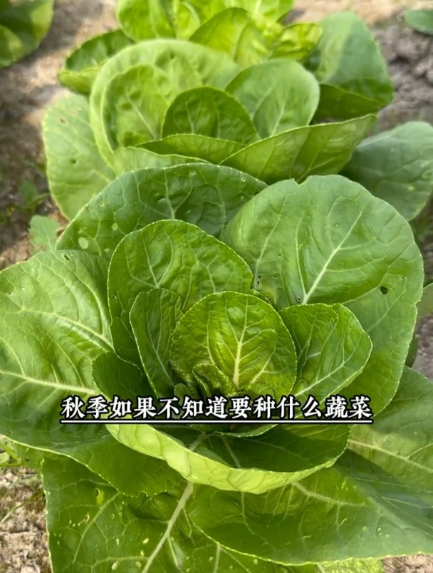 矮脚奶油小白菜,一个月就采收,营养丰富不招虫!