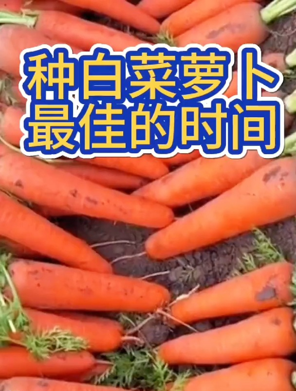 种植白菜萝卜,最佳时间要知道!