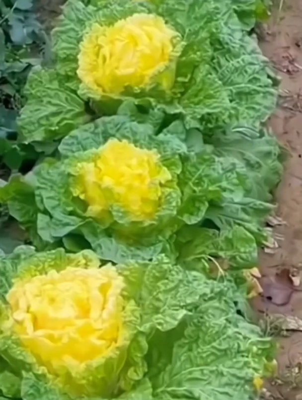 黄心大白菜的种子浸泡后撒播,过不了多久,白菜堆成山!
