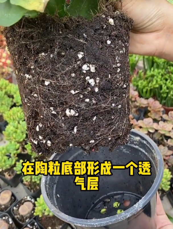 盆底垫上3/1的石头,改善浇水烂根,还能防虫!