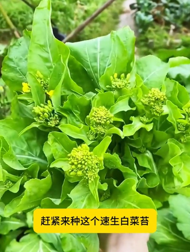 早熟白菜苔,容易种而且不生虫,可以吃到过年