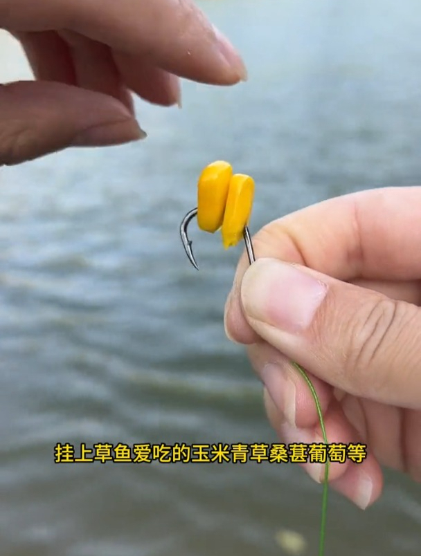观察实际鱼情巧用两粒玉米作钓,第一次钓到这么多草鱼!