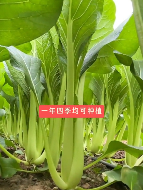 青梗小白菜生长速度快,不用育苗直接种,耐热不出苔,撒种就成活