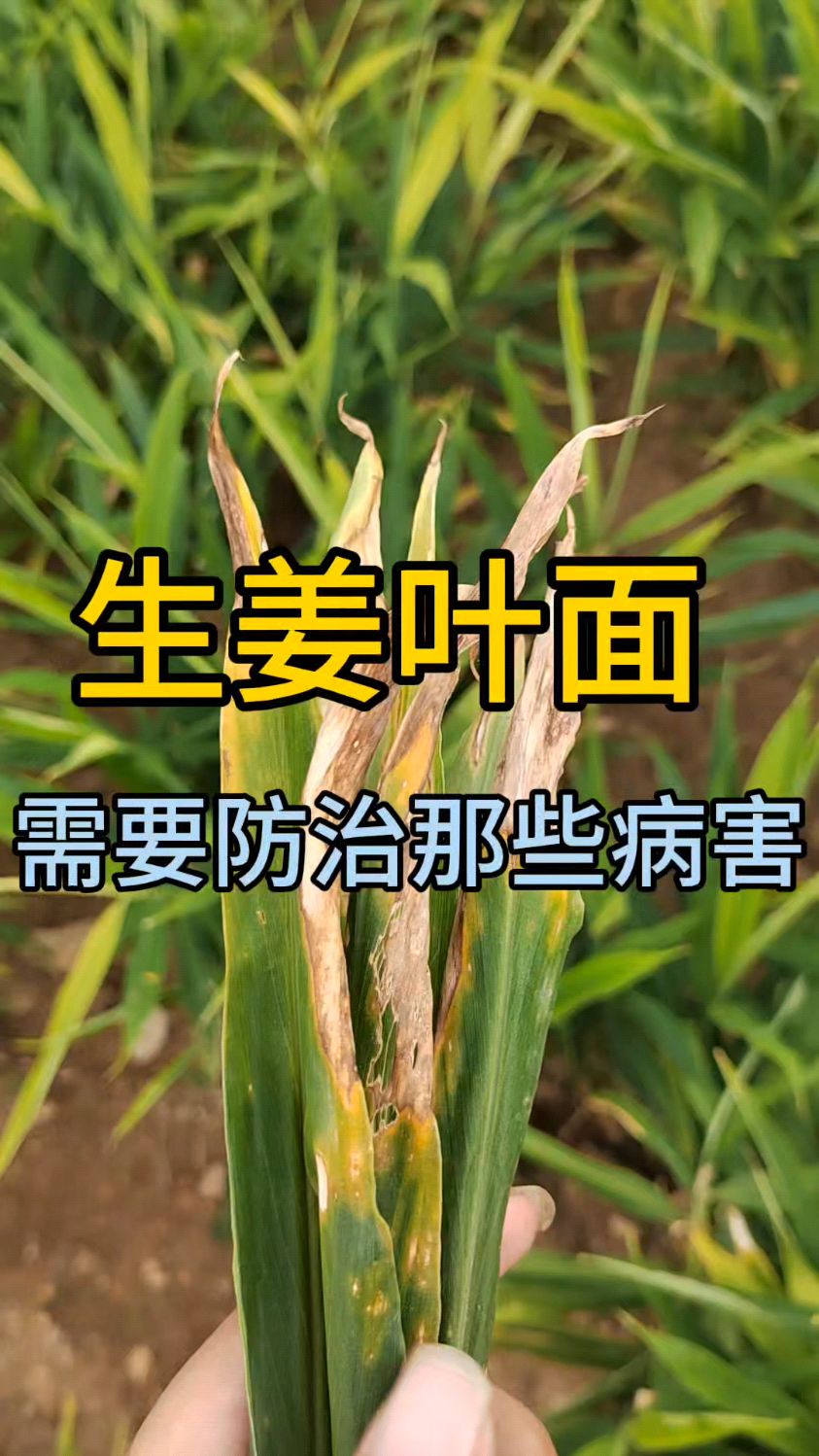 生姜的叶面病害都有哪些呢?怎么防治?