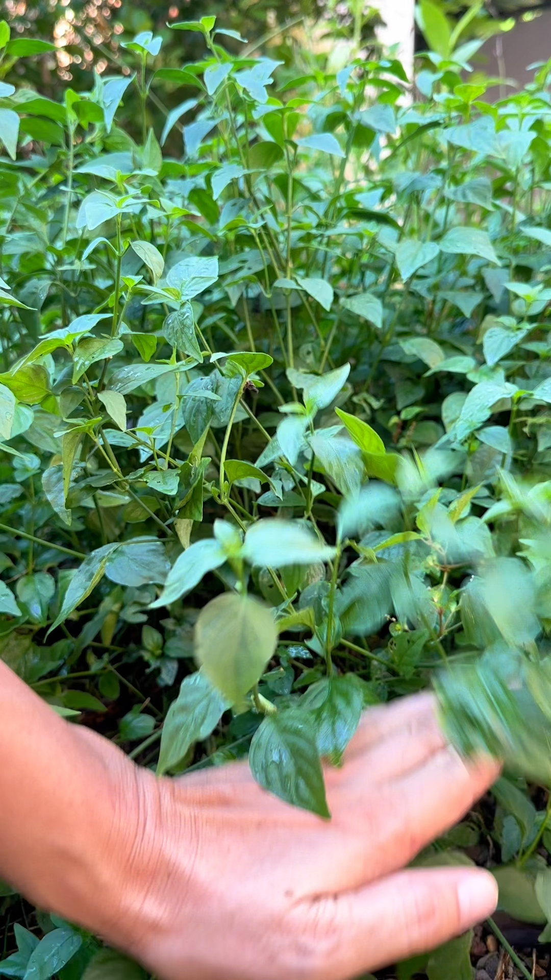 爵床科植物狗肝菜,在两广和福建是一种美味的野菜
