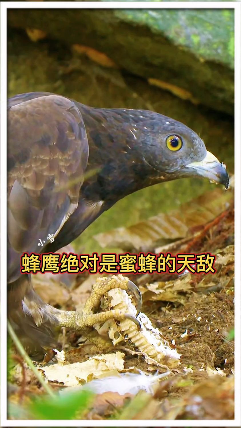 蜂鹰绝对是蜜蜂的天敌