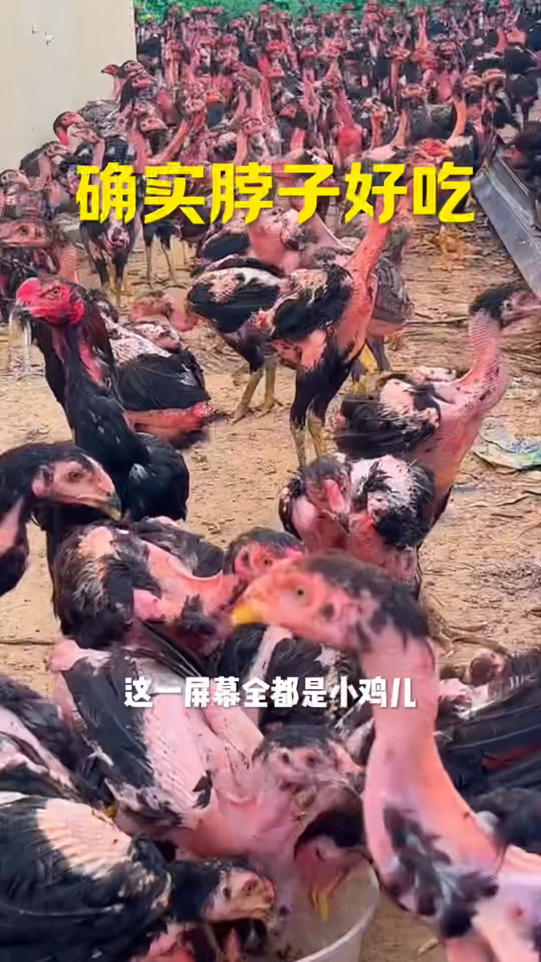 大哥家养不少鸡,这鸡脖,一看就能好吃。