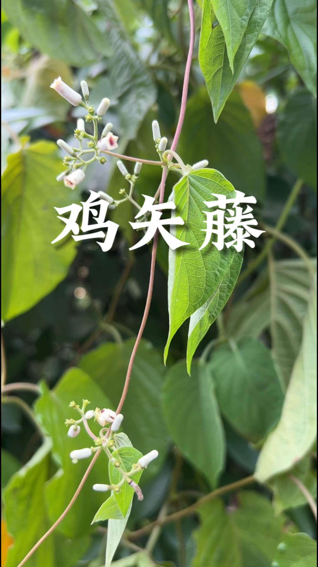鸡矢藤,闻起来味道像鸡屎,但吃起来很香。