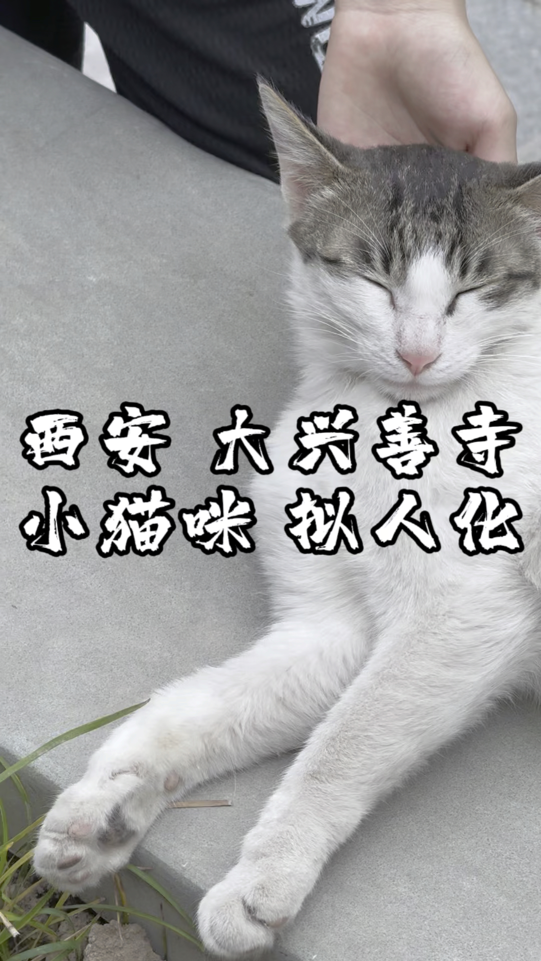 西安大兴善寺小猫咪拟人化小物拟人化第一期