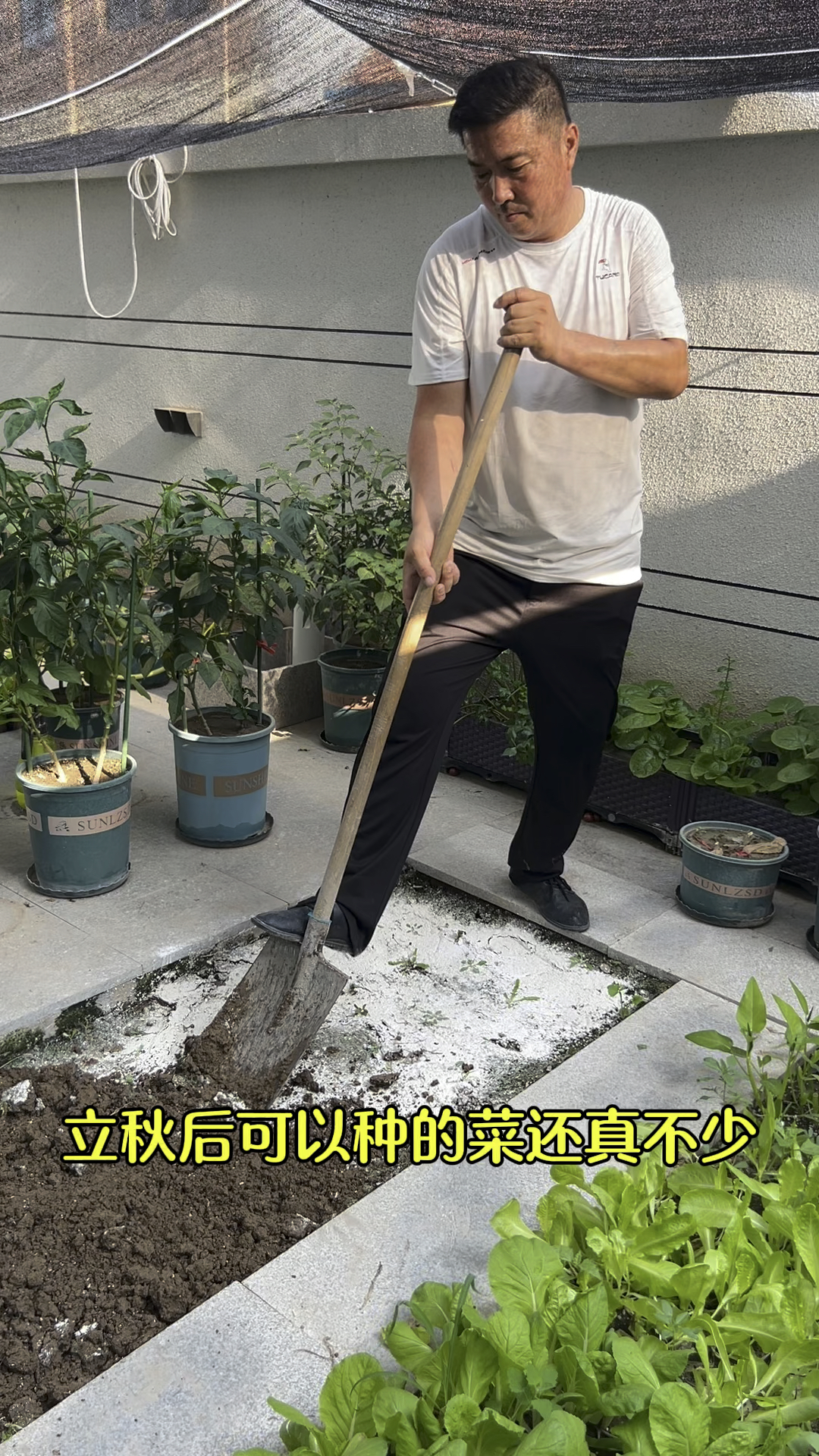 上海青种植方法