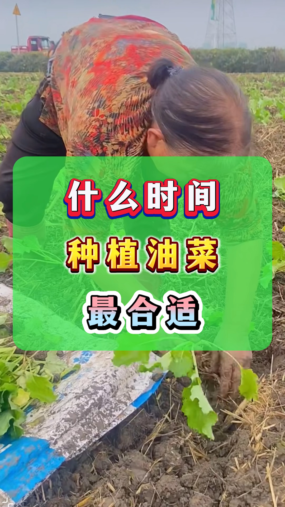 油菜一般在什么时间种植?
