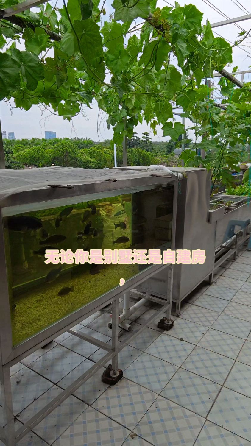论你是别墅还是自建房楼顶,都可以用这套鱼菜共生系统