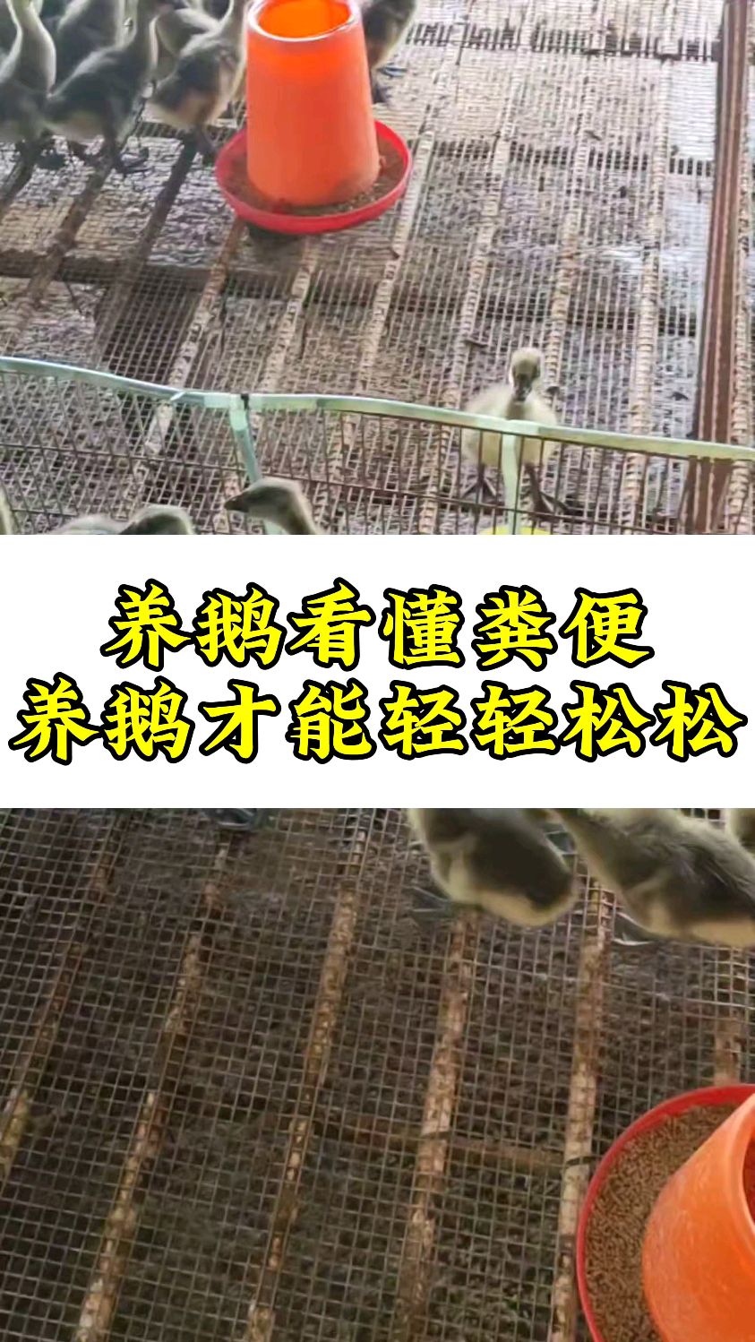 养鹅看懂粪便养鹅才能轻轻松松