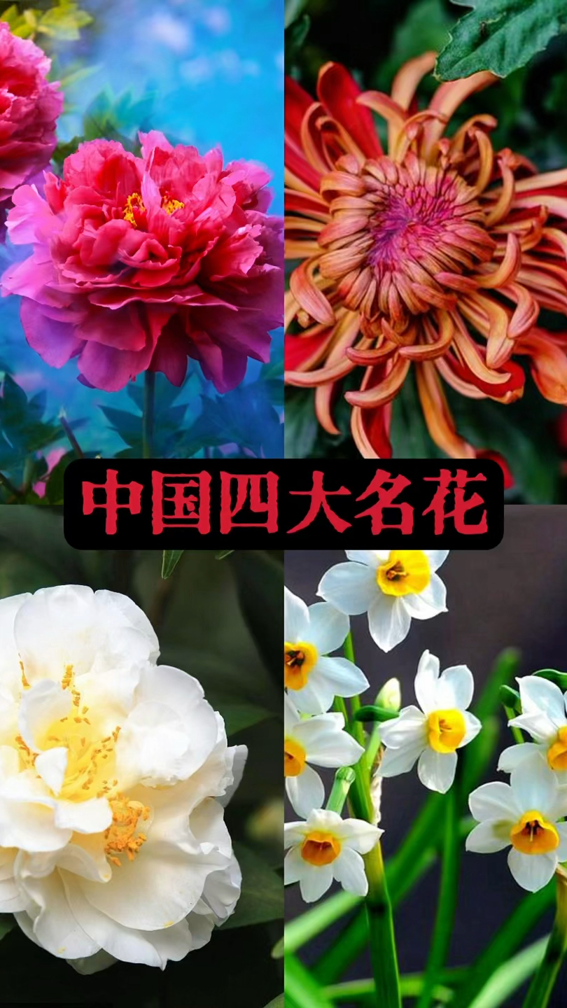 中国四大名花,各自象征着不同的美好品质和文化意义