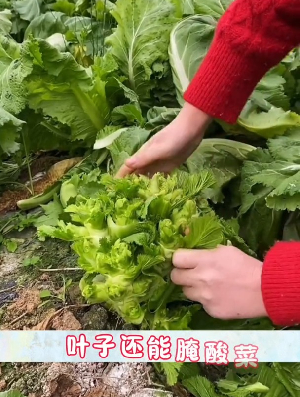 这种娃娃菜长的怪,茎和叶都是宝,很多人吃过却不认识它!