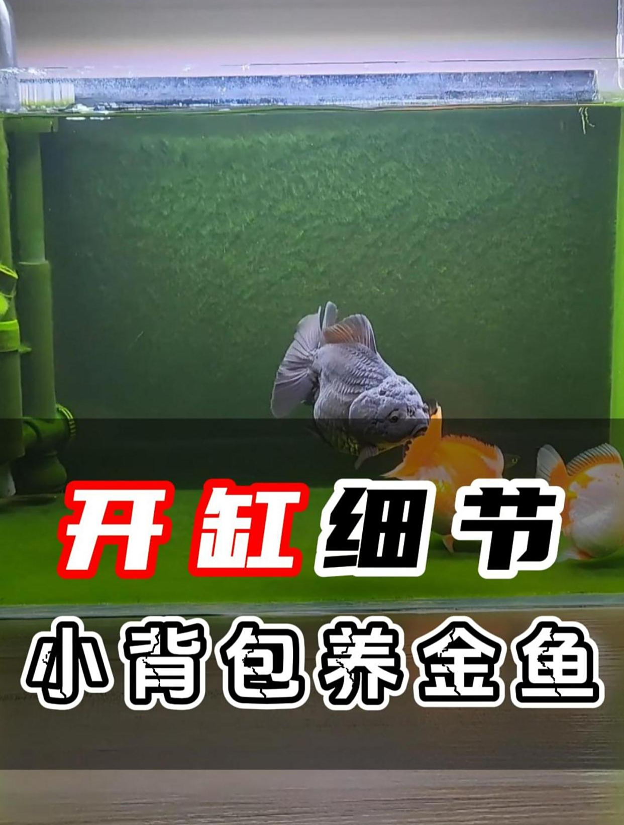 用小背包过滤开个小鱼缸怎么才能把金鱼养好,梳理一下开缸的细节