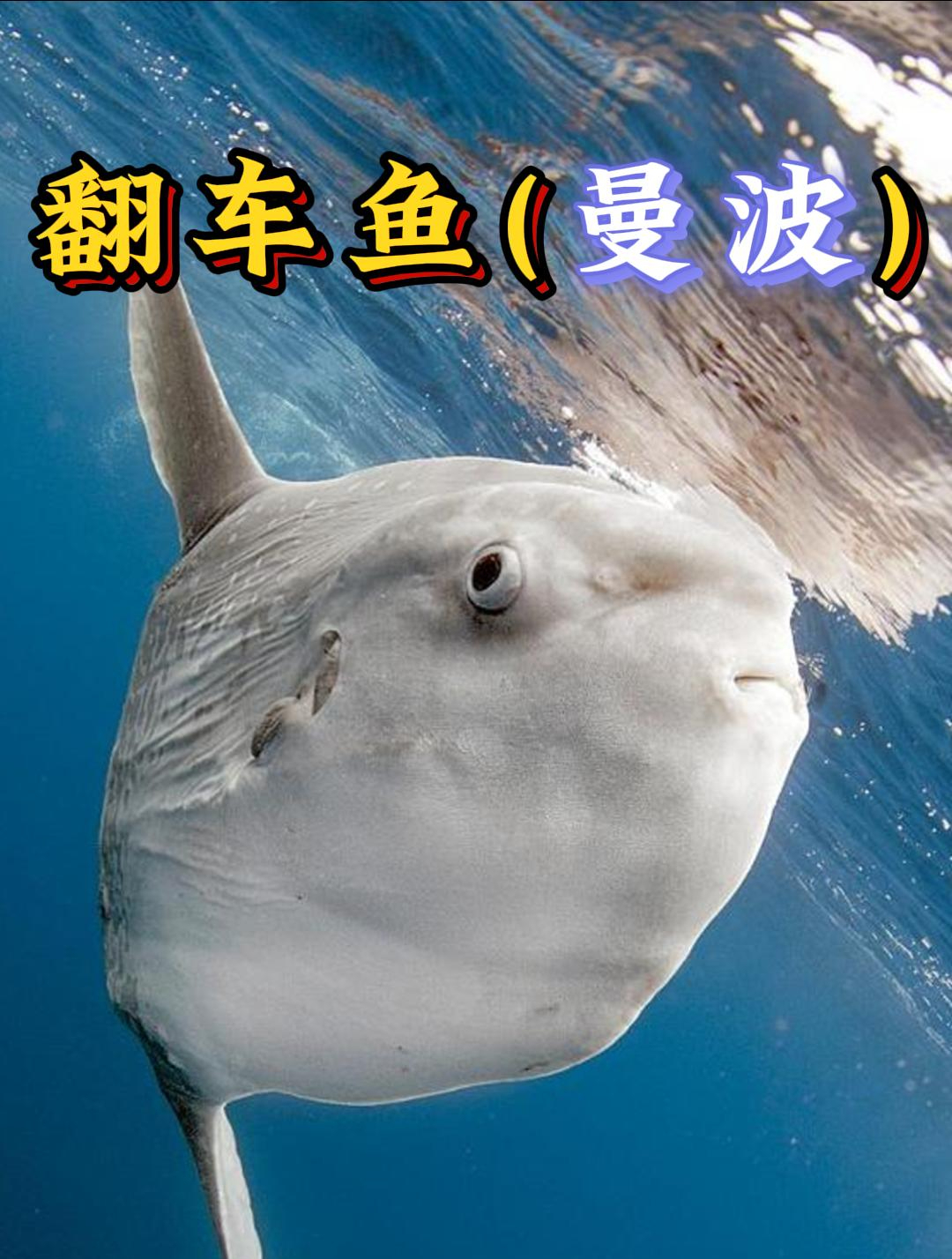 传闻这是海里最傻的鱼!(洛天依科普)