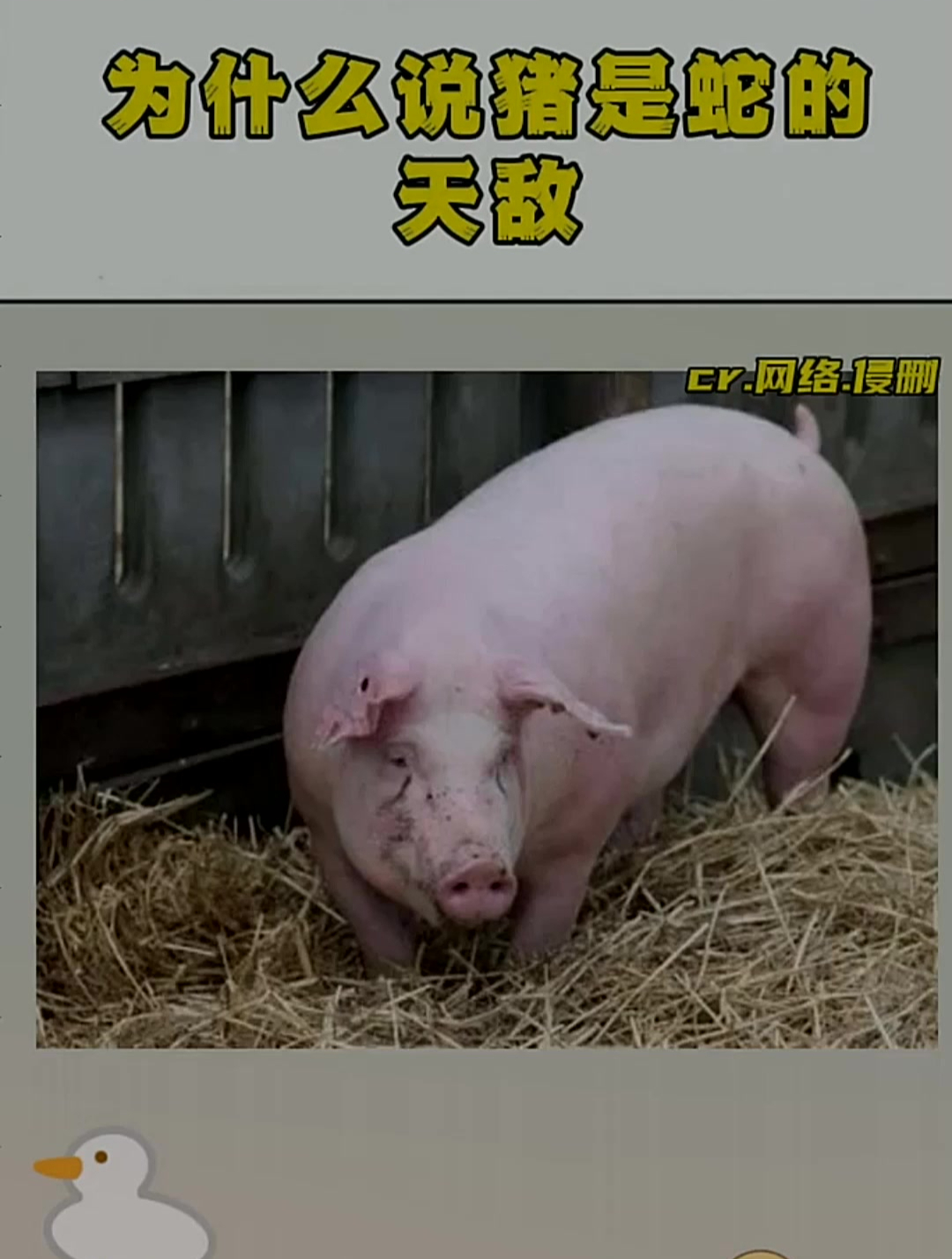 为什么说猪是蛇的天敌