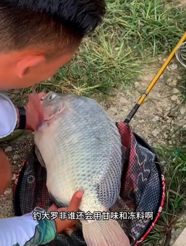 钓罗非鱼怎么选饵料味型?这2种千万别用!