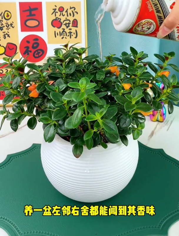 金鱼吊兰养在小碗里,一年到头都有好空气!温馨又浪漫