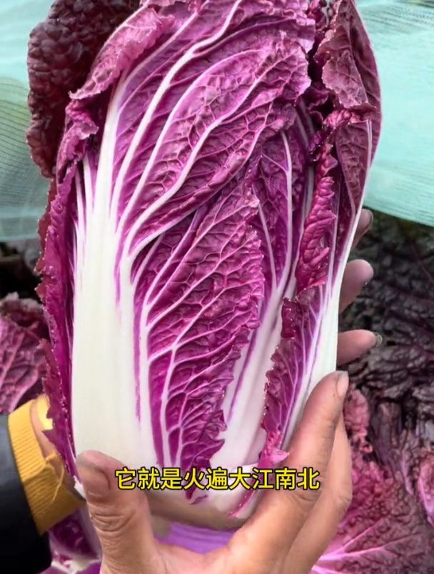 白菜的季节到了,紫白菜较少见卖价贵,种植起来特简单
