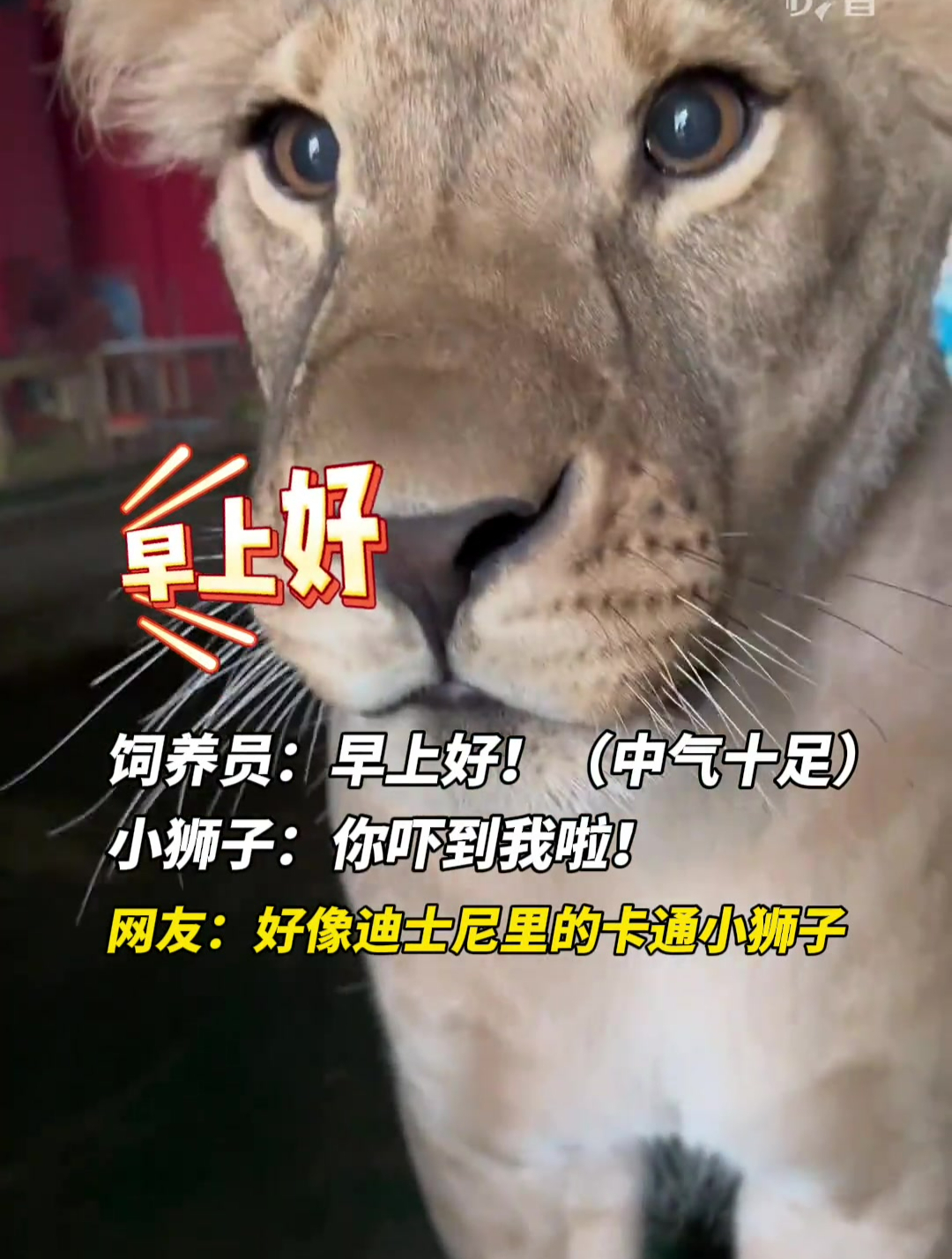 饲养员:早上好!(中气十足),小狮子:你吓到我啦!网友:好像迪士尼里的卡通小狮子!