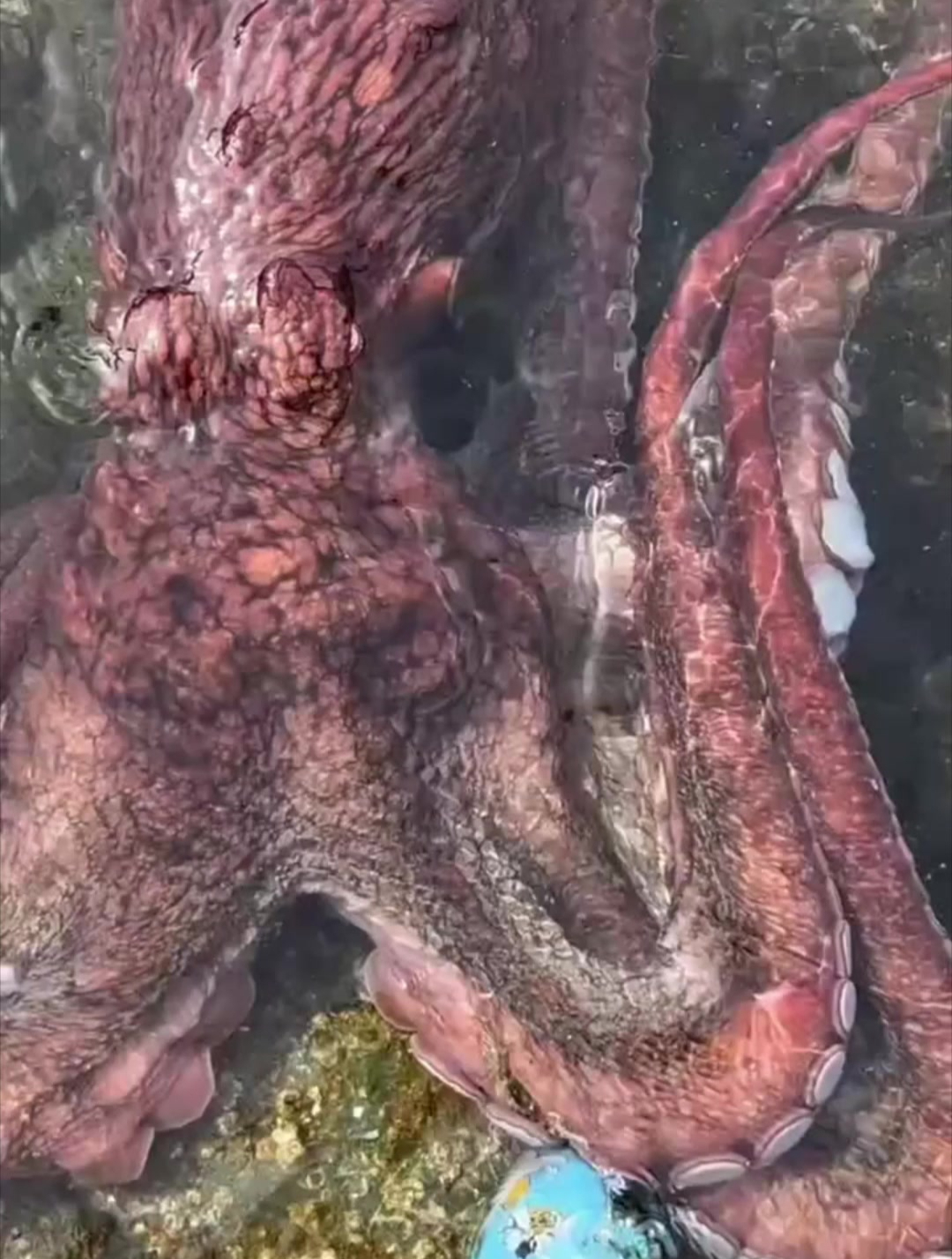 大章鱼跑到女子脚下