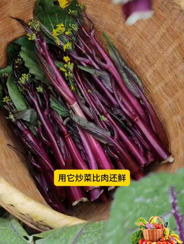 红菜苔脆嫩可口,营养丰富,好吃又好种,正是种植季节
