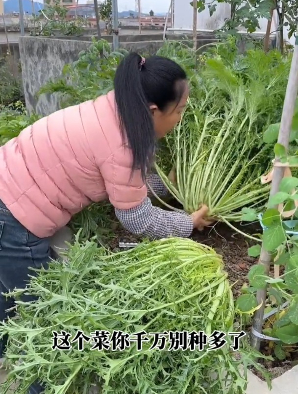 雪菜又叫“春不老”,有野菜的清香,常用来腌制制成梅干菜吃!
