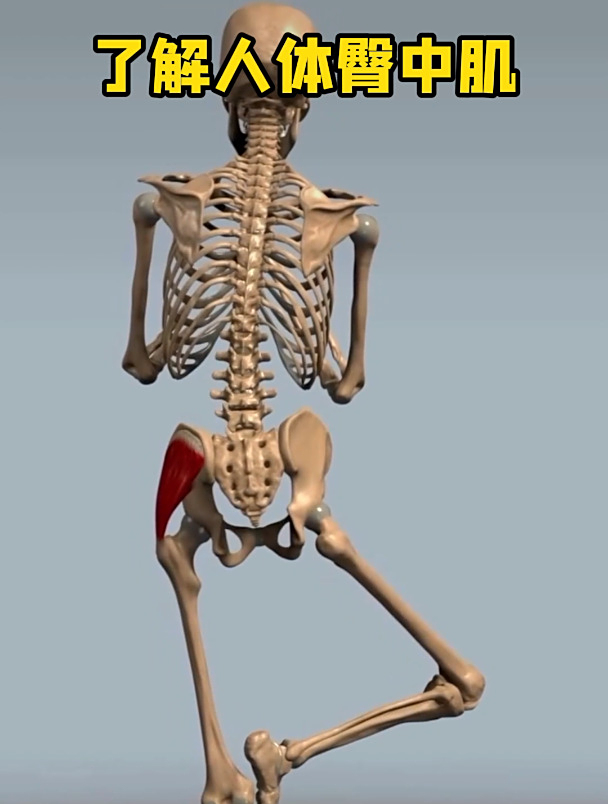 了解一下人体臀中肌