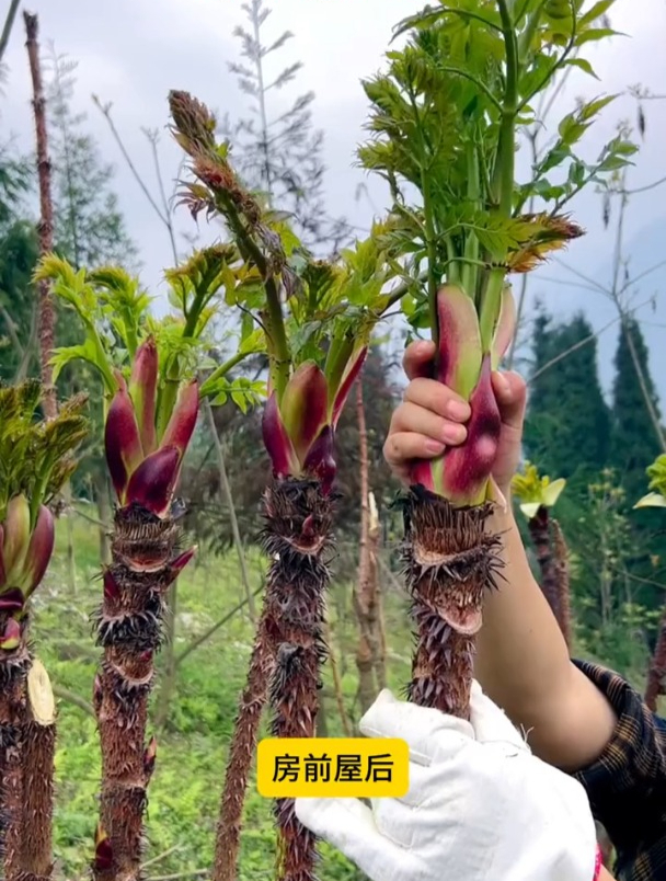 刺龙芽也叫刺老苞,口感鲜香,种植简单