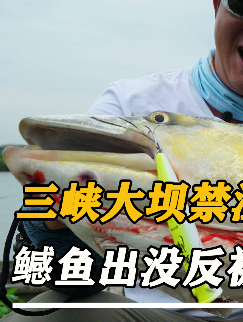 三峡大坝禁渔4年,“淡水鲨鱼”长到2米,专家:烂街上也别抓!