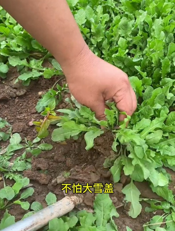 比牛羊肉营养高,种子撒下去成片,荠菜种植正当时!