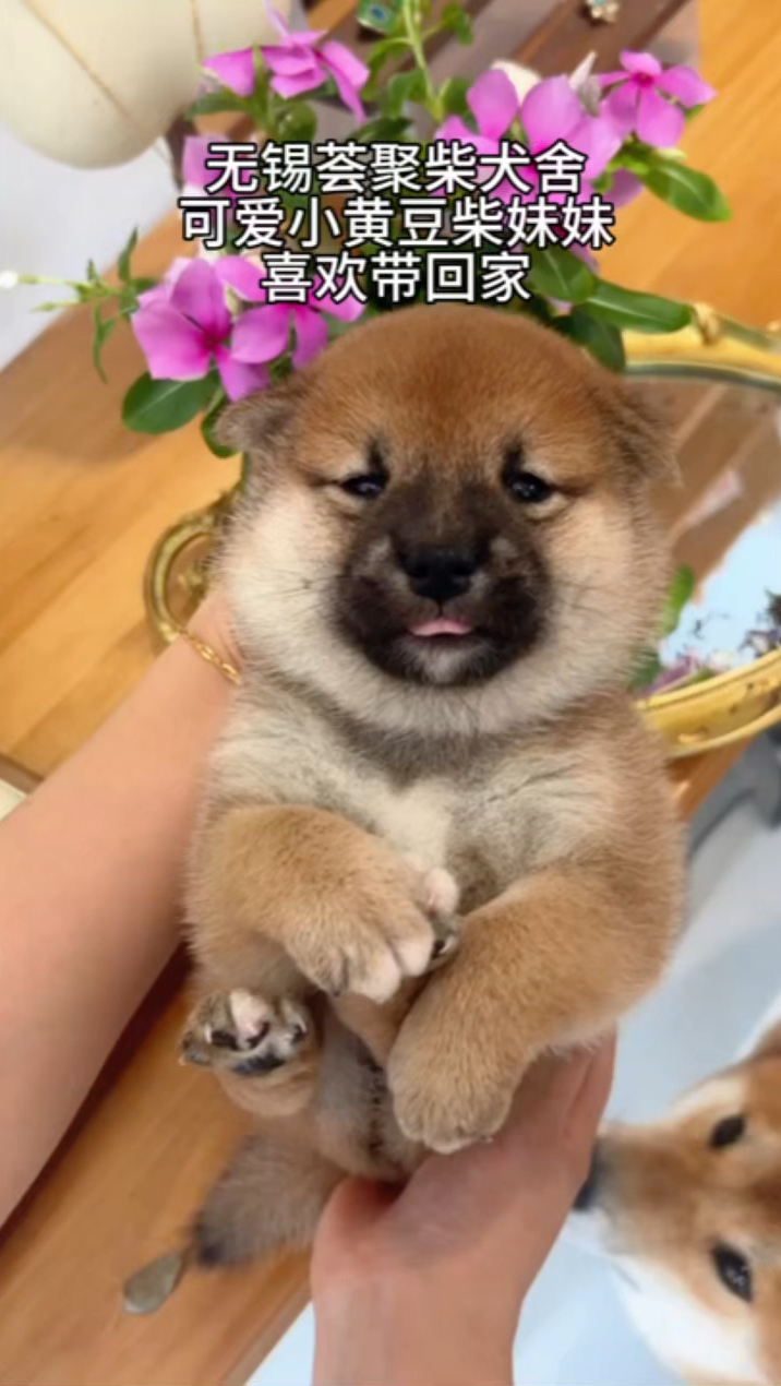 豆柴犬妹妹好可爱呀