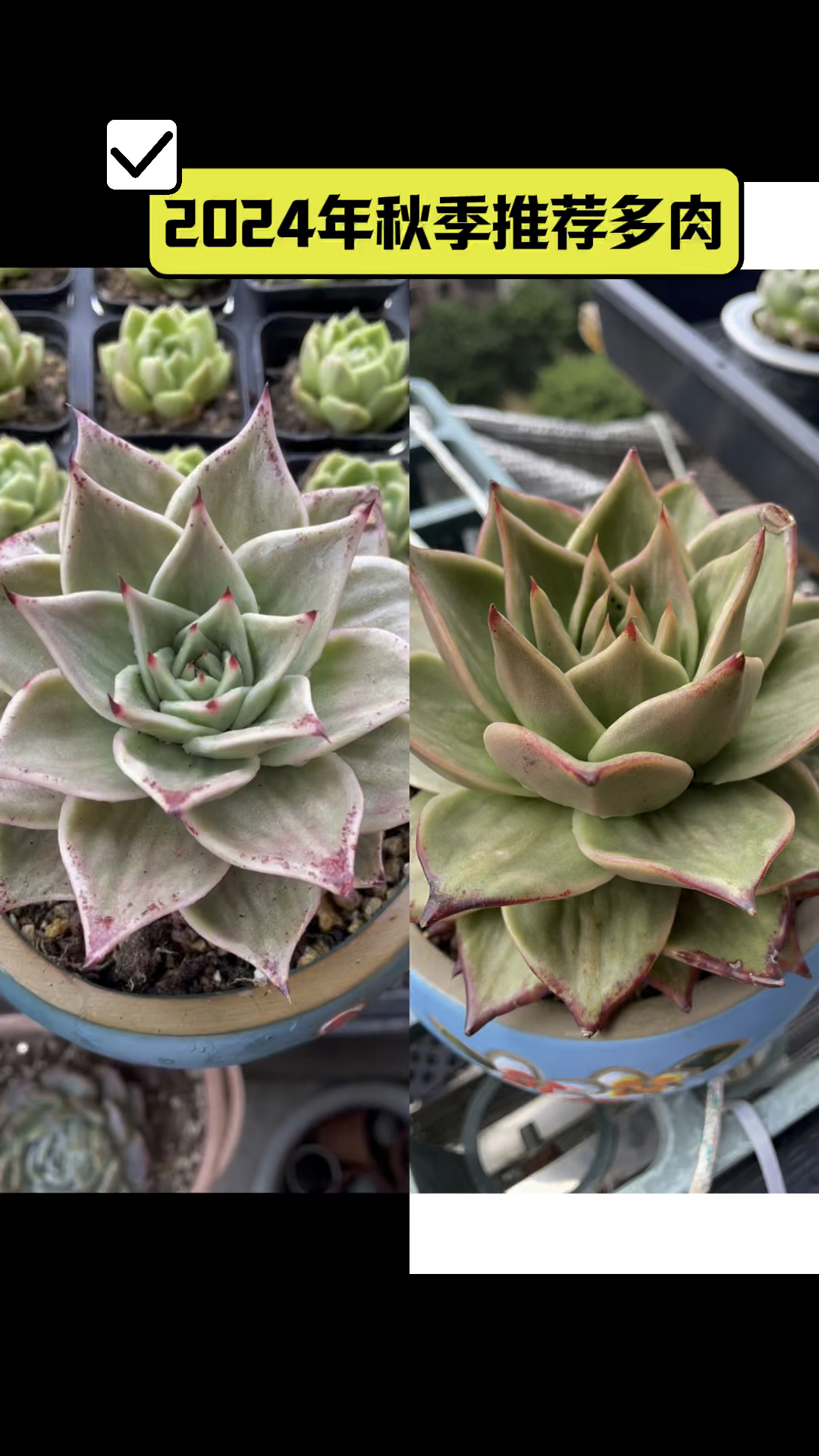 2024年秋季推荐多肉～星星锦,露养,暴晒,淋雨,依然好养,南北方都能养的好的品种