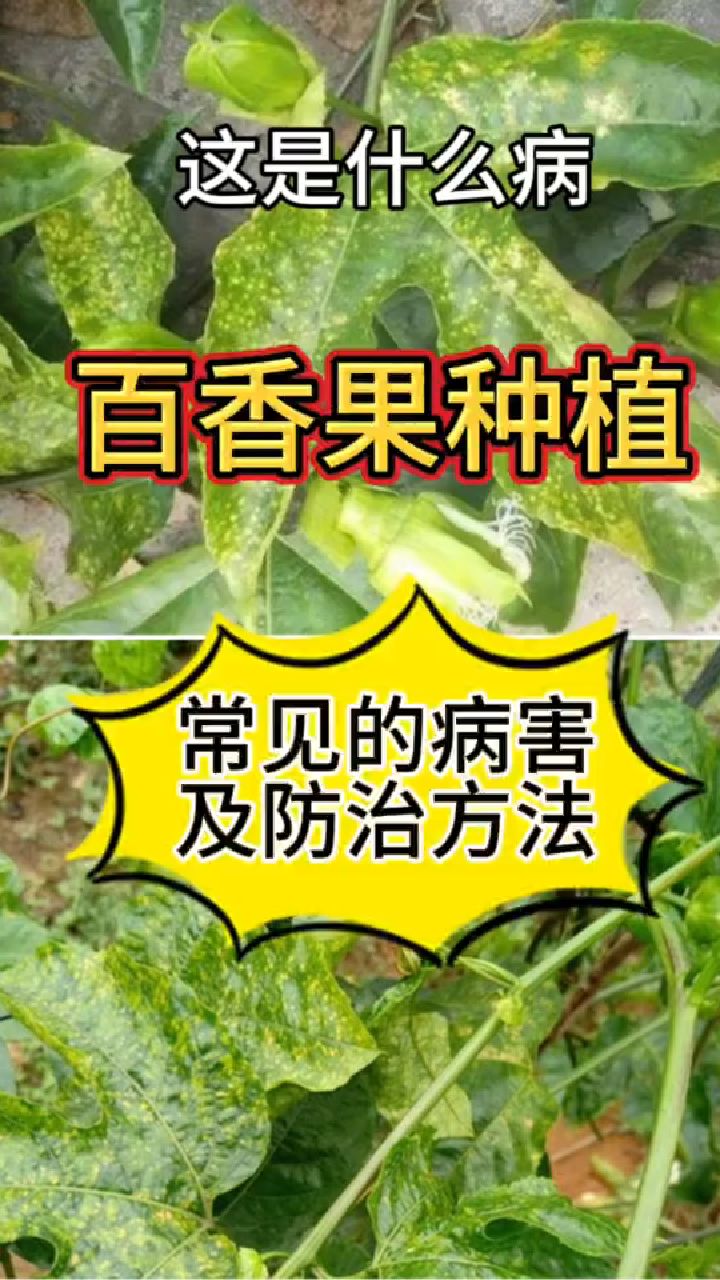 百香果常见病虫害防治,服务三农