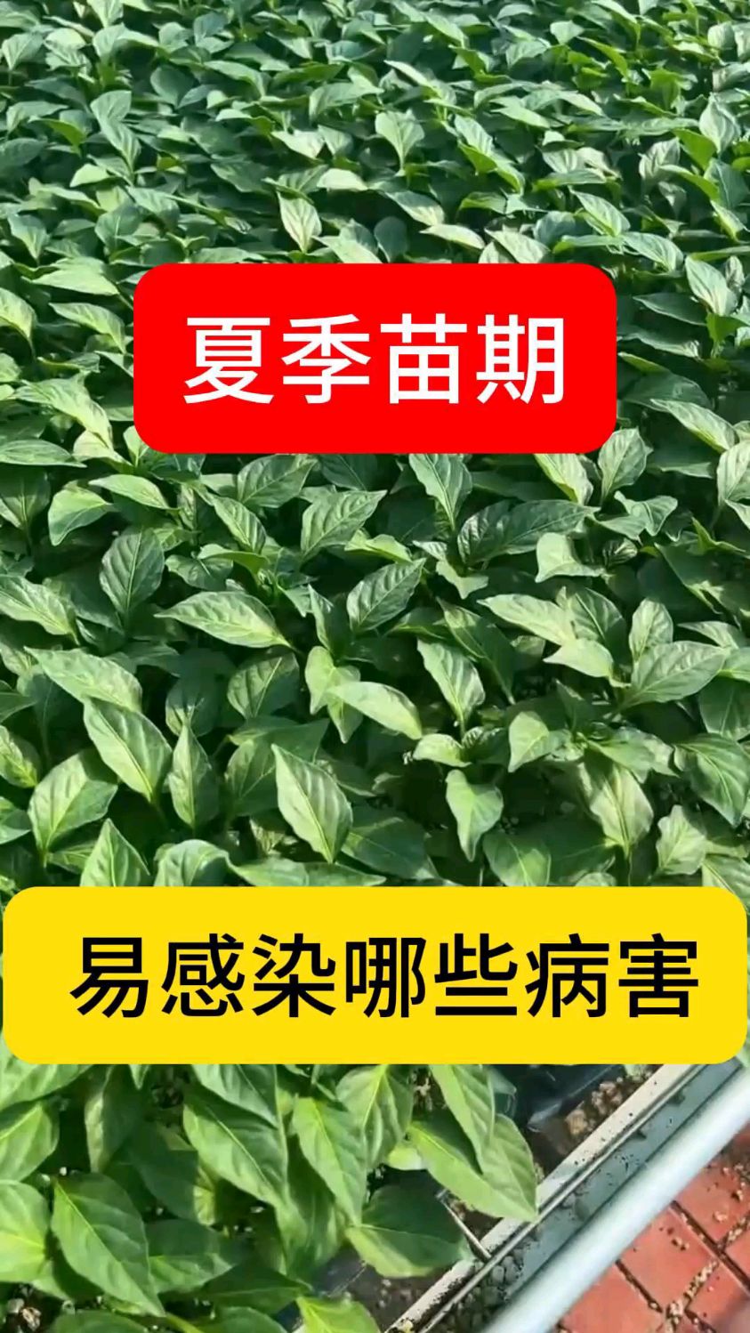 辣椒缓苗前易感染什么病害?辣椒苗期病害如何用药